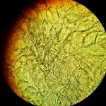 Microscopic view of yeast